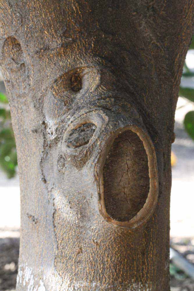              Bark (Riverside, CA)       